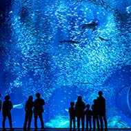 アクアワールド茨城大洗水族館の写真