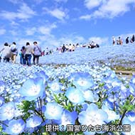 国営ひたち海浜公園の写真
