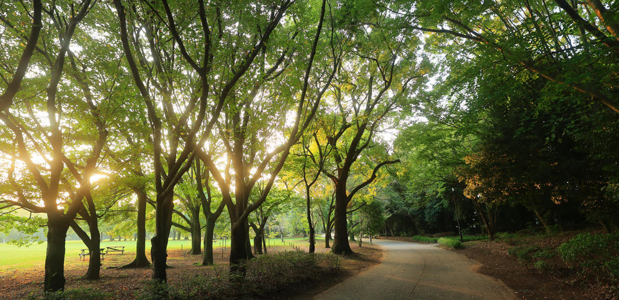 柏の葉公園