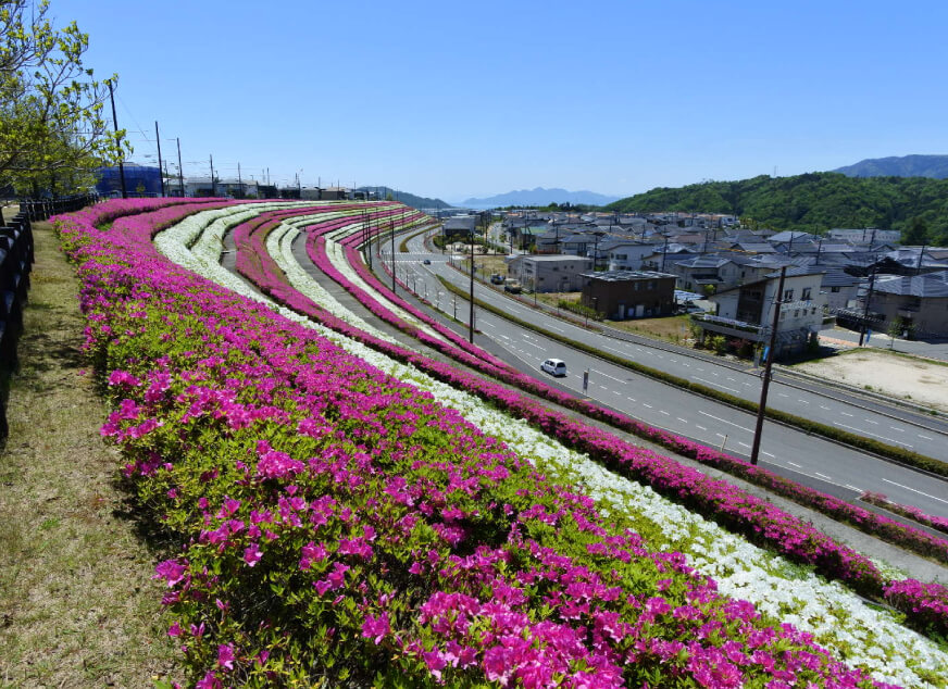 紅白つつじ帯