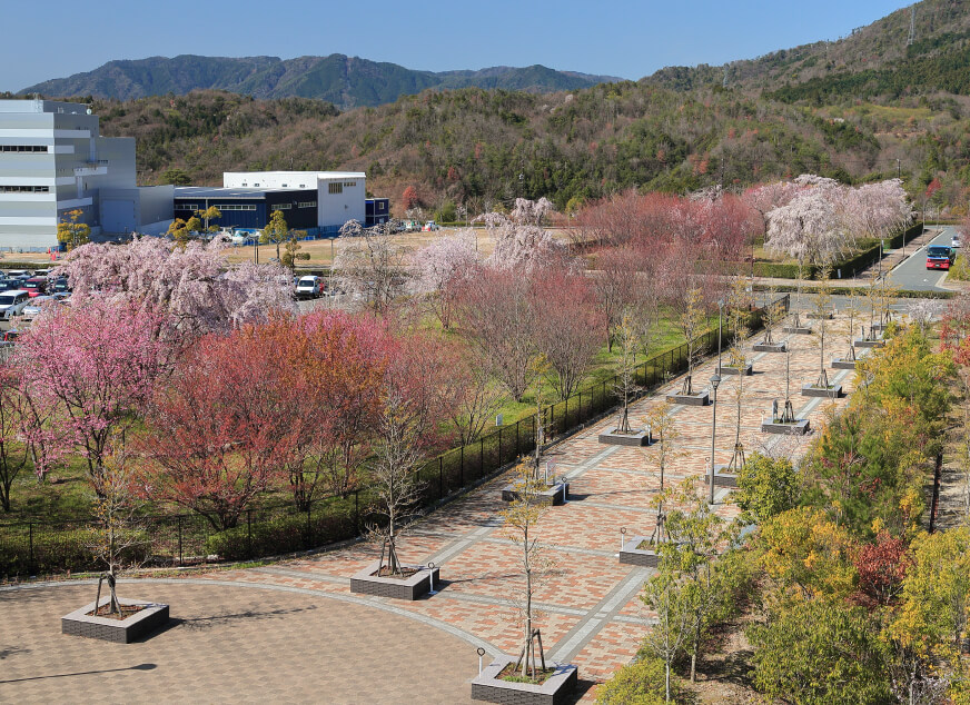 しだれ桜通り