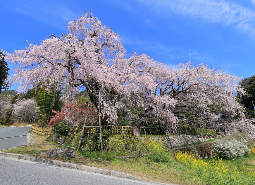 神原のしだれ桜