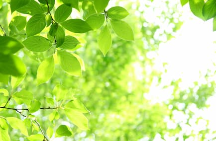 “緑”とつながるまち。