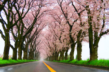 「海軍道路（桜並木）」の写真