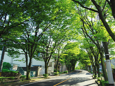 宮川けやき通り