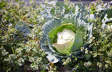 地元シャキシャキ野菜