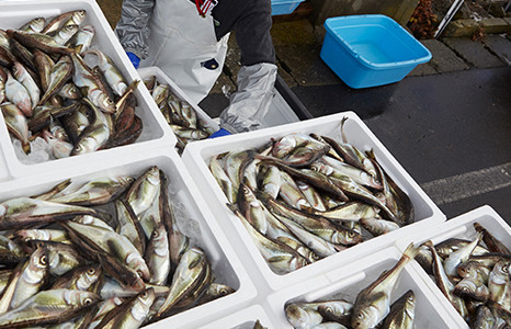 獲れたて！鮮魚、旬魚