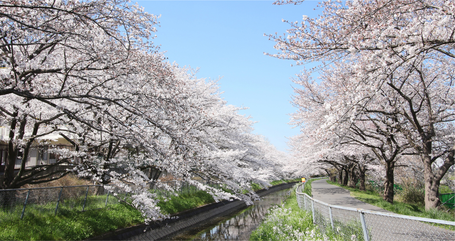 見沼田んぼの桜回廊　（平成31年4月4日撮影）