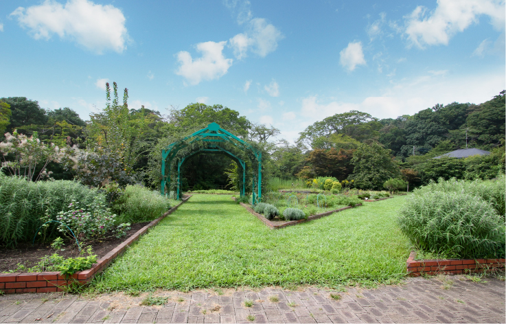 見沼氷川公園ハーブ園　（令和4年9月8日撮影）