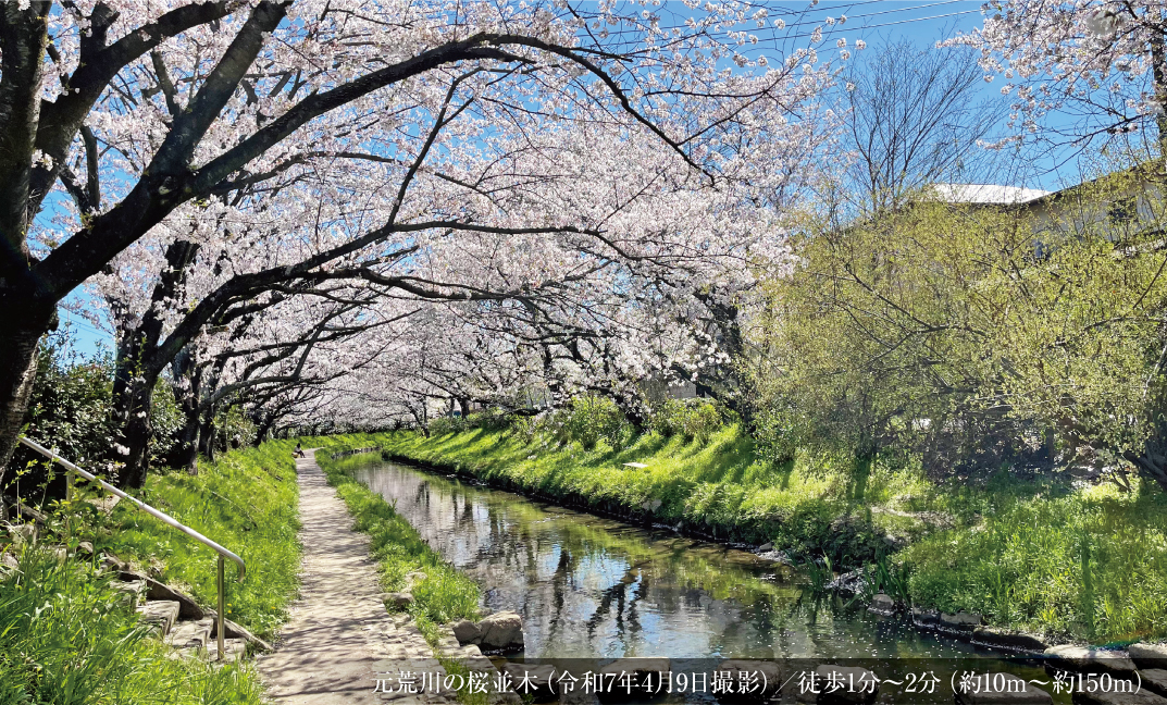 元荒川の桜並木写真