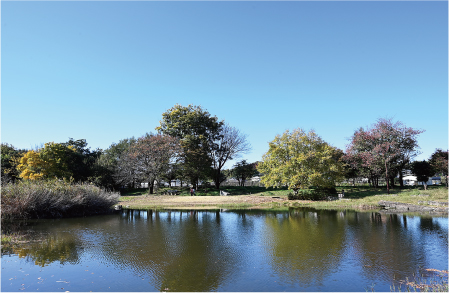 清瀬金山緑地公園