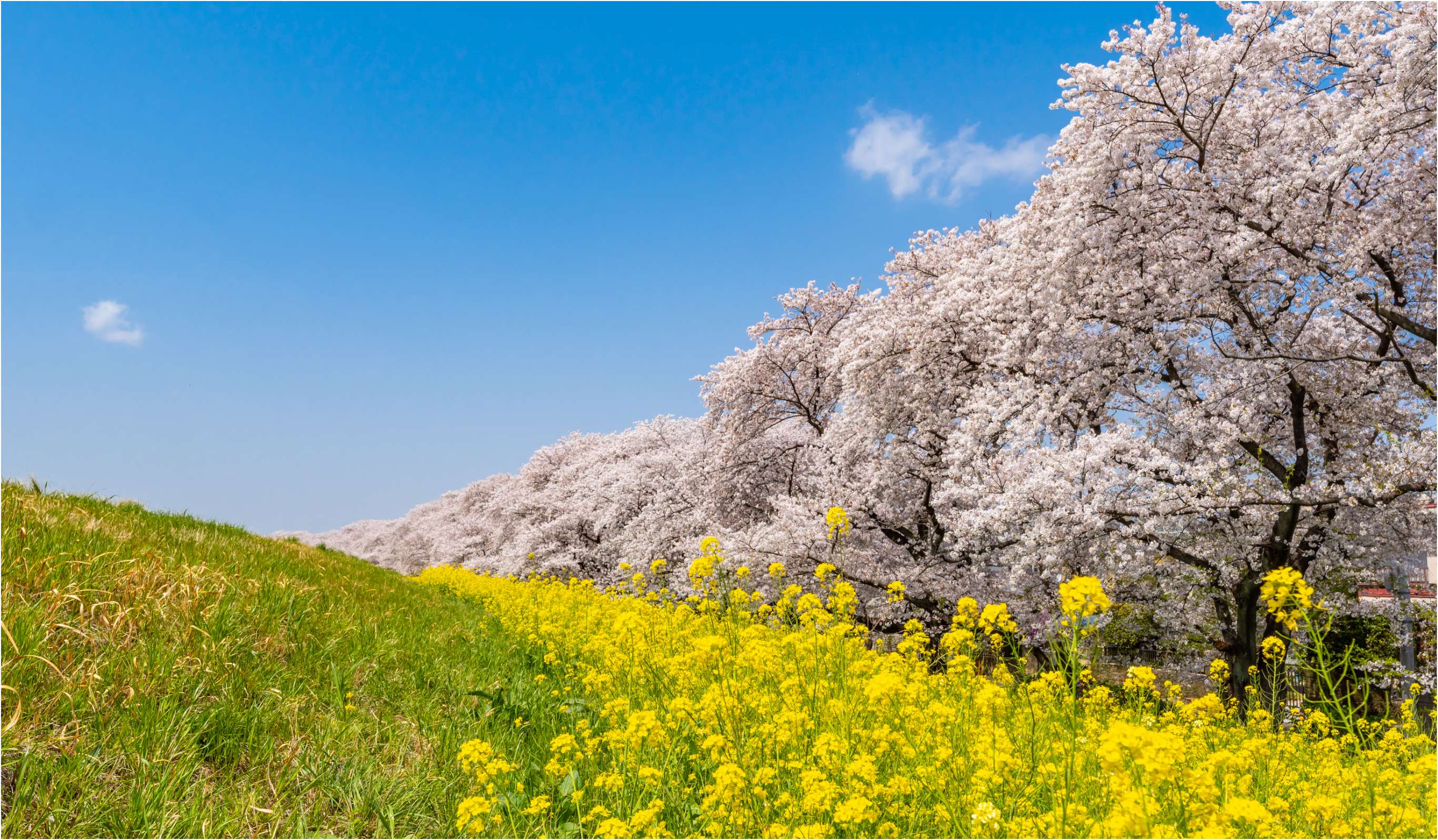 熊谷桜堤