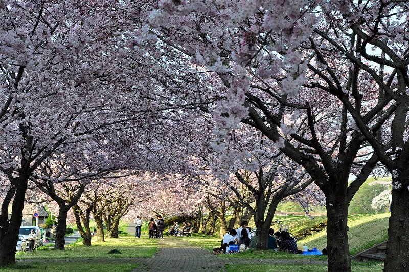 思川沿いの桜並木