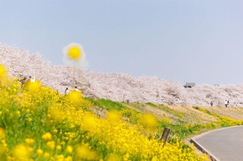 「熊谷桜堤」