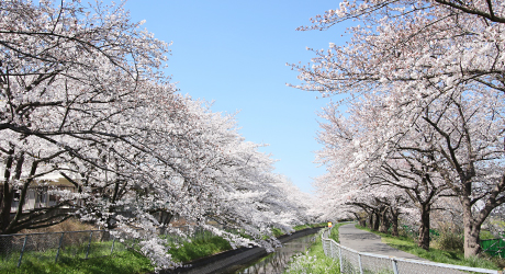 桜回廊