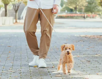 犬の散歩イメージ