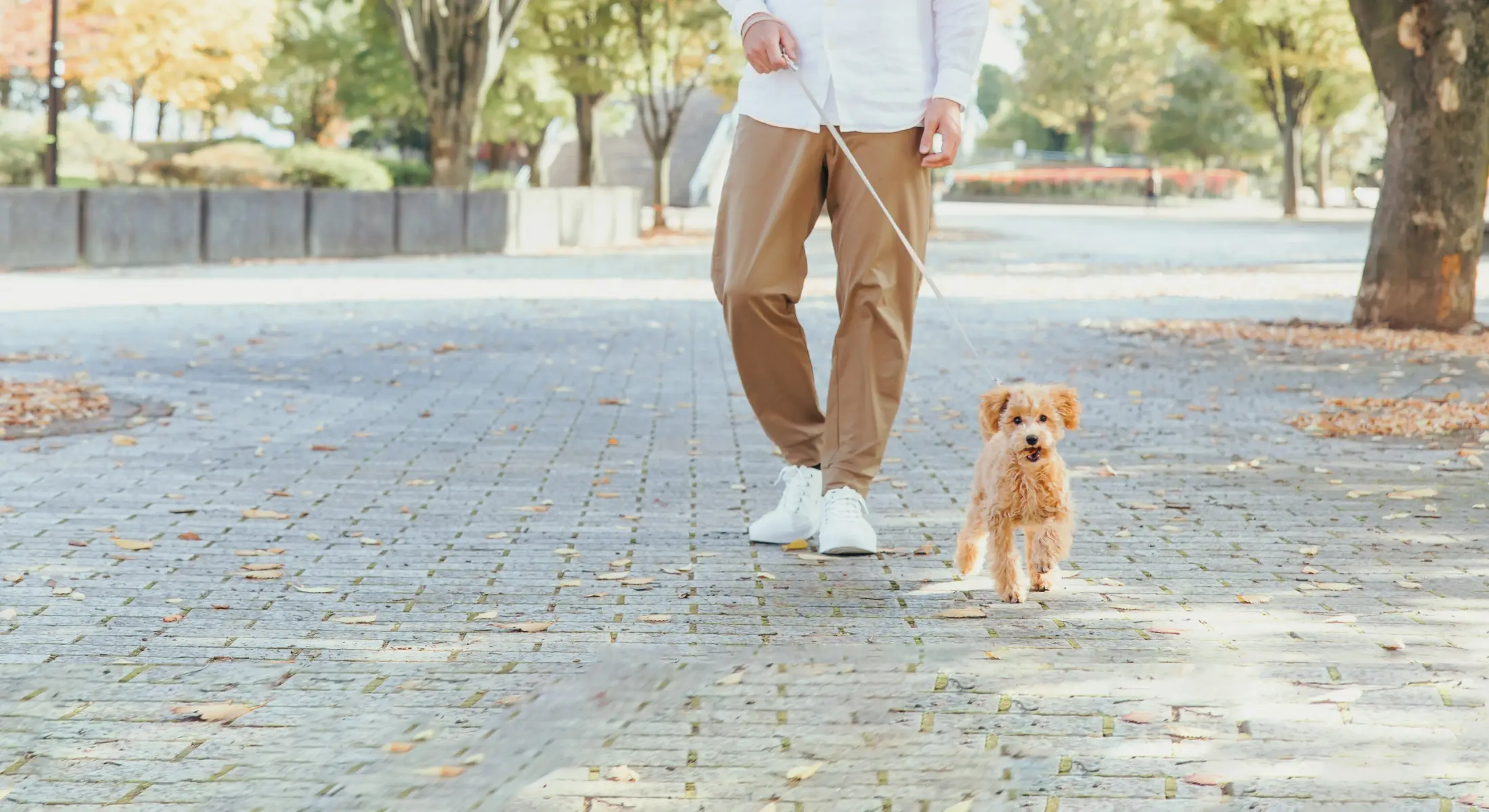 犬の散歩イメージ