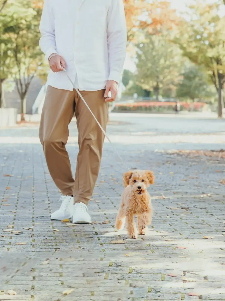 犬の散歩イメージ