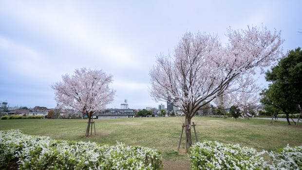 杉並区立　下高井戸おおぞら公園