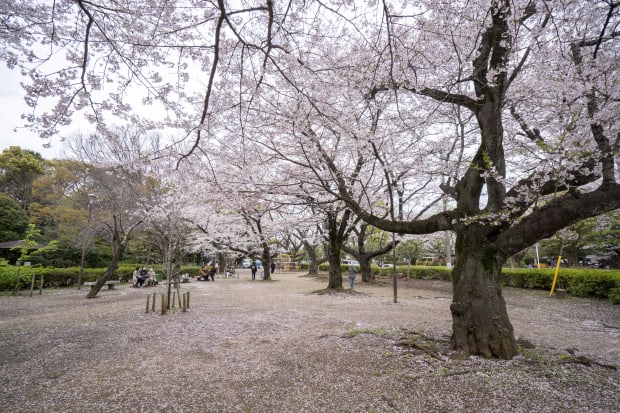 松戸新田やまぼうし公園