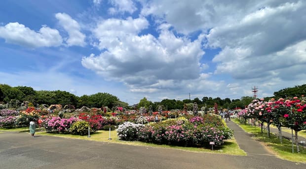 京成バラ園