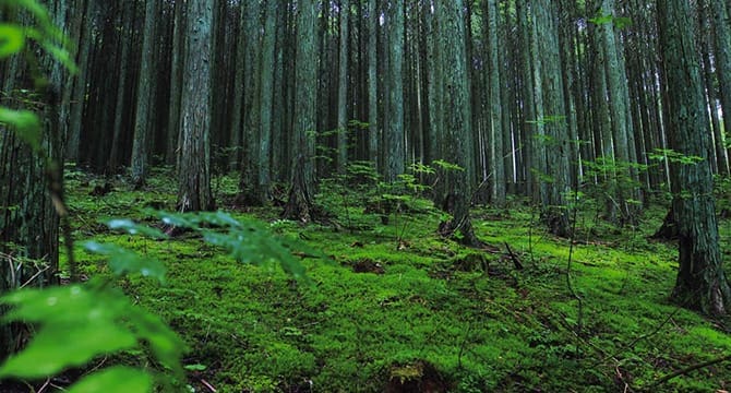 森林と生態系保全に配慮した「フェアウッド」を使う