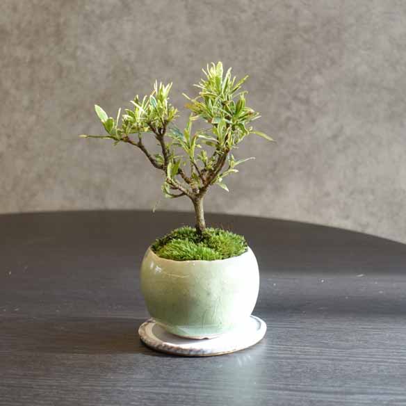 ミニ盆栽ワークショップ
