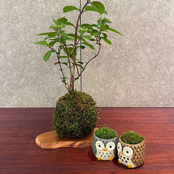 苔玉づくりワークショップ