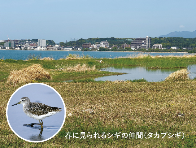 アイランドシティはばたき公園