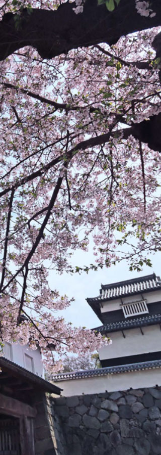 舞鶴公園 画像