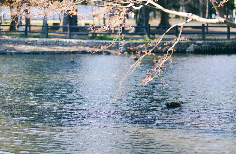 和田堀公園