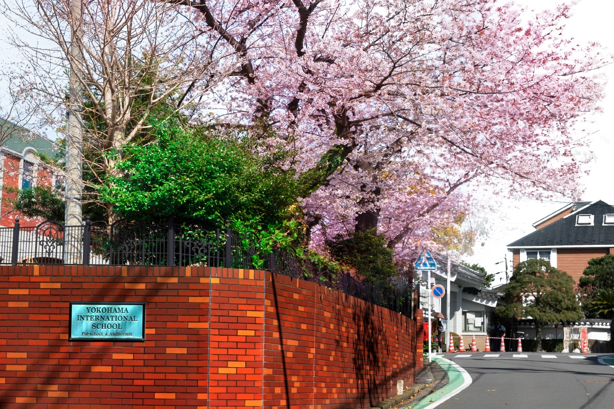 グランドメゾンThe山手118(分譲済)従前敷地の桜(2022年4月撮影)