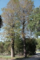 写真：保存されたユリノキの木