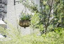 オリーブの樹のそばに花かごをあしらって。