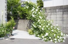 こだわりのバラでしつらえた、オーナーさまの憧れのアーチ。