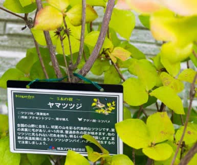 「5本の樹」計画の対象樹種にはネームプレートを掲示。 地域由来の樹木への親しみを育みます。