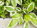 単に緑の量を多くするだけでなく、メンテナンス性や経年美化にも配慮しています。