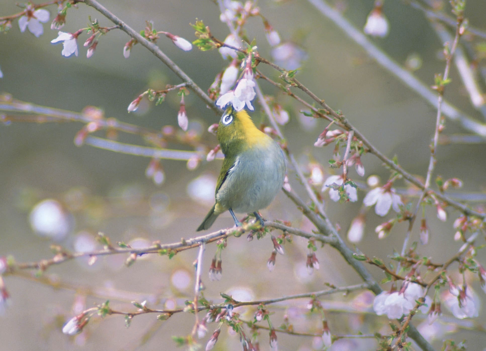 3本は鳥のため、2本は蝶のために、日本の在来樹種を