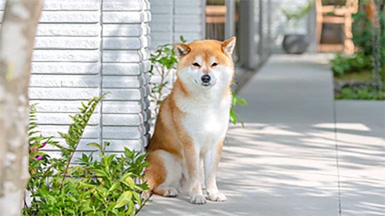 ジョンと学ぼう Vol 02 住まいづくりガイド 戸建住宅 積水ハウス ジョンと学ぼう Vol 02 住まいづくりガイド 戸建住宅 積水ハウス