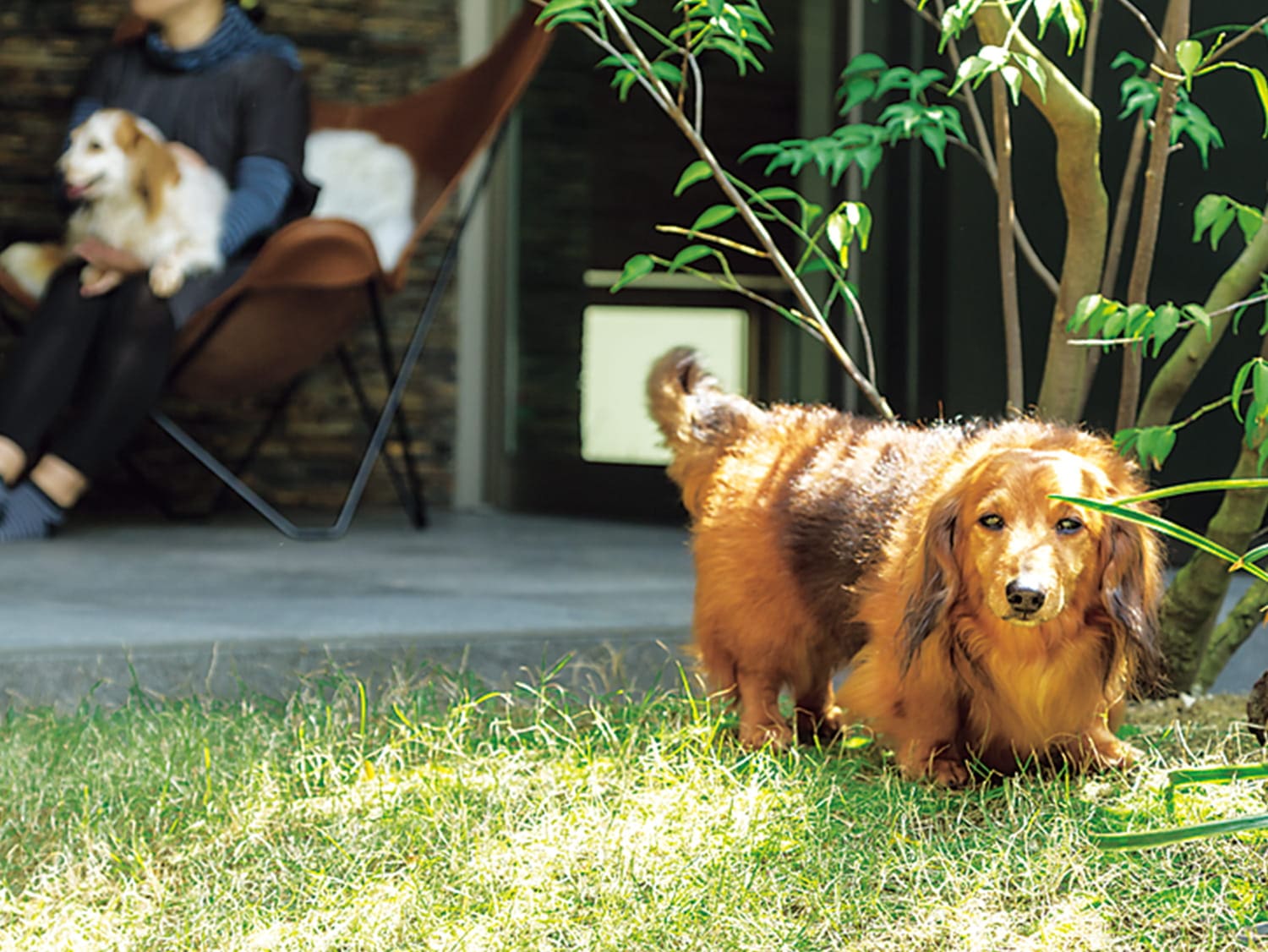 実例集 For Dog 暮らし方 戸建住宅 積水ハウス