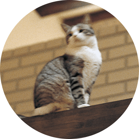 実例集 For Cat 暮らし方 戸建住宅 積水ハウス 実例集 For Cat 暮らし方 戸建住宅 積水ハウス