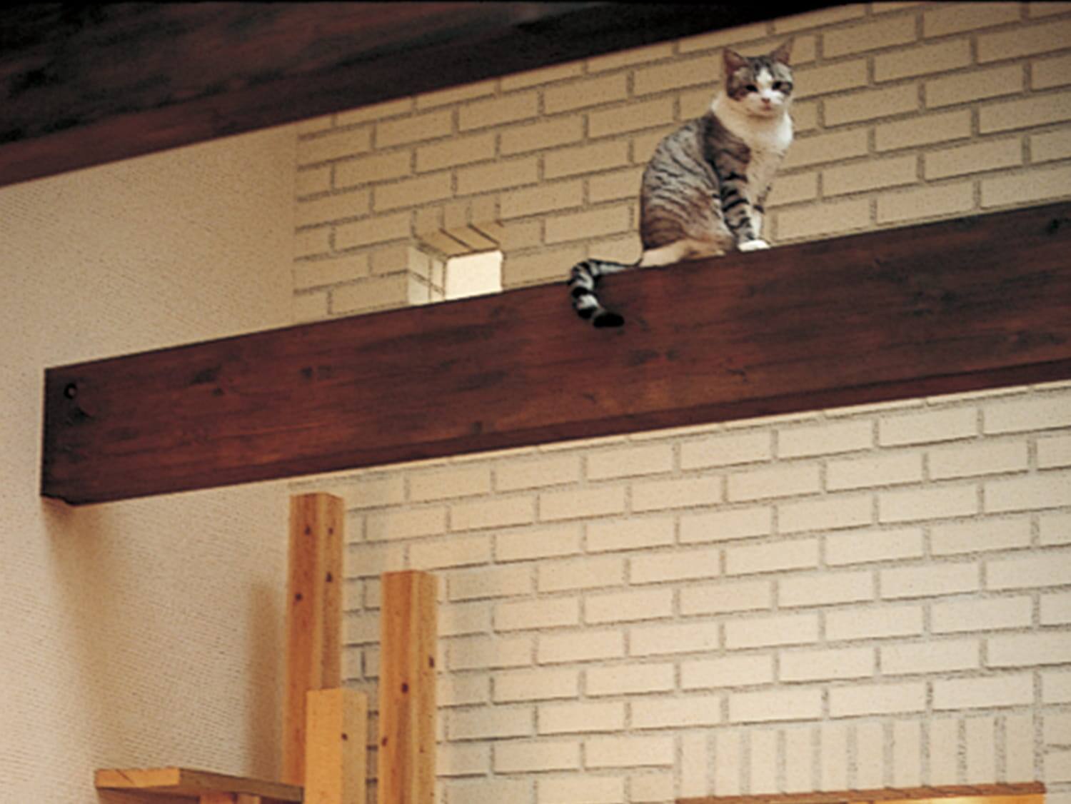 実例集 For Cat 暮らし方 戸建住宅 積水ハウス 実例集 For Cat 暮らし方 戸建住宅 積水ハウス