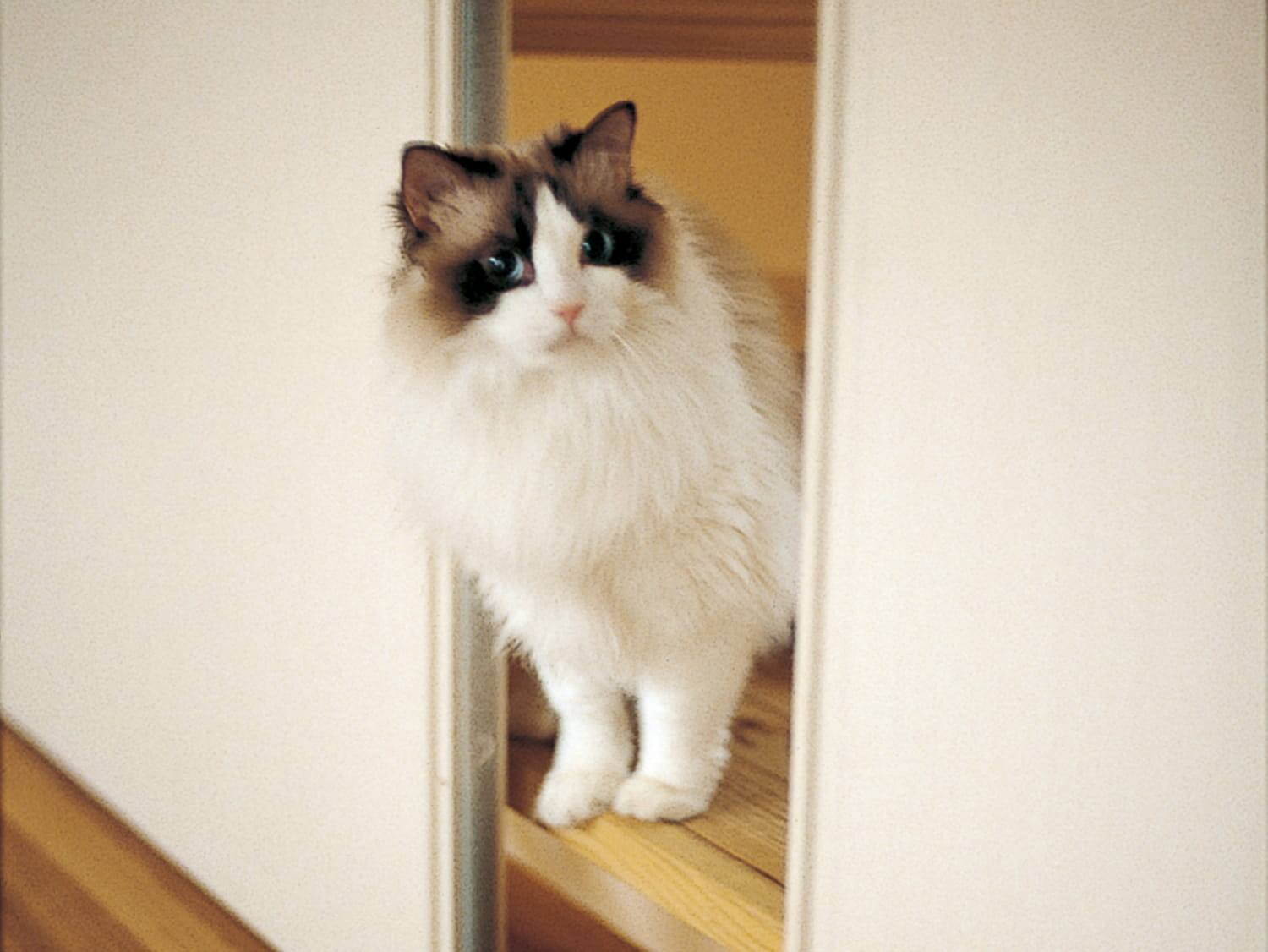 実例集 For Cat 暮らし方 戸建住宅 積水ハウス 実例集 For Cat 暮らし方 戸建住宅 積水ハウス