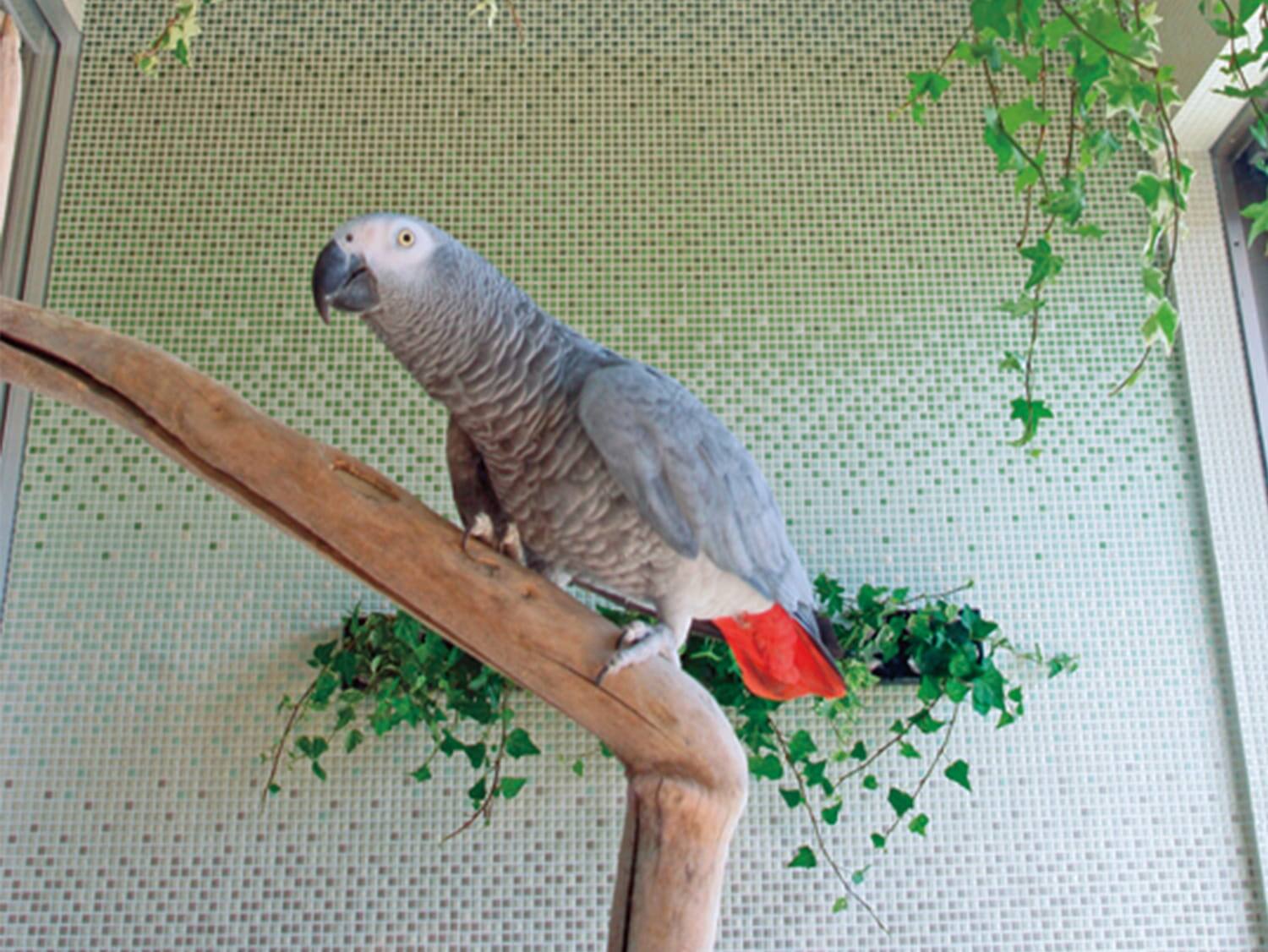 実例集 For Bird Etc 暮らし方 戸建住宅 積水ハウス 実例集 For Bird Etc 暮らし方 戸建住宅 積水ハウス