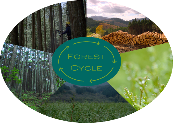 FOREST CYCLE