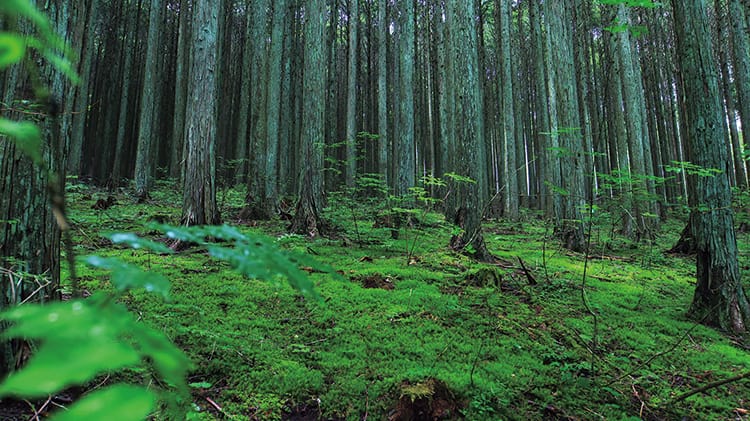 国産材で建てるシャーウッド〜日本の森から〜