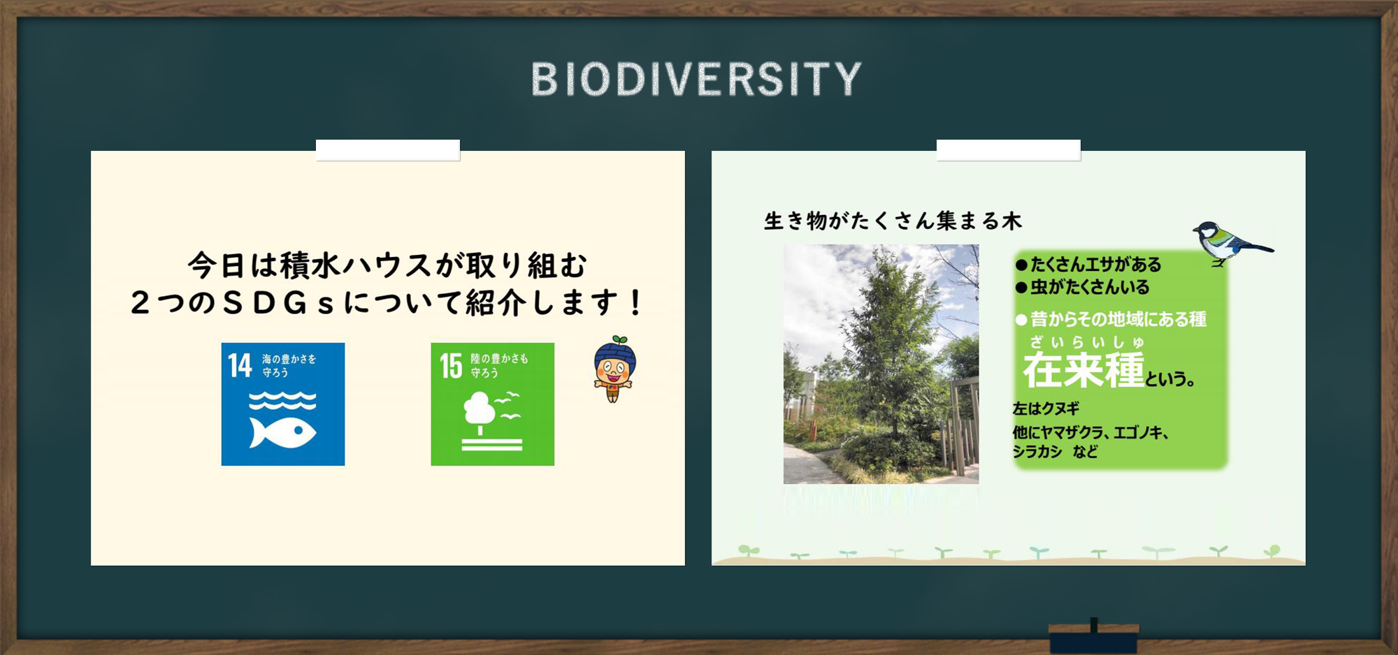 biodiversity