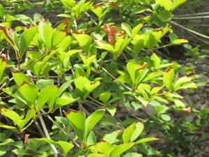 積水ハウスジュートピア富山展示場の植物