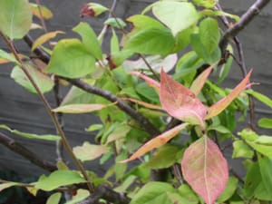 紅葉