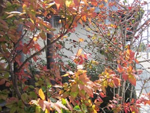紅葉
